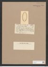 Surirella argus Castr. (de-Toni-Nr.: Genus 53, Species 2310) Zeichnungen Sammlung Grunow Nr. 4759 (NHMW-BOT-W0372876)